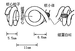 丁香实验推荐阅读