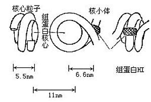 丁香实验推荐阅读