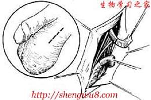 丁香实验推荐阅读