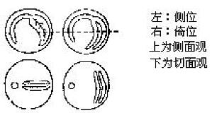 丁香实验推荐阅读