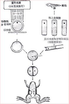 丁香实验推荐阅读