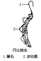 丁香实验推荐阅读