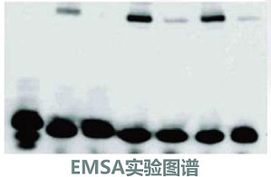 丁香实验推荐阅读