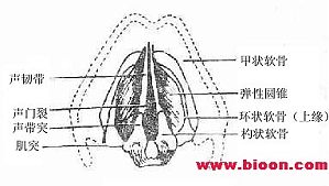 丁香实验推荐阅读