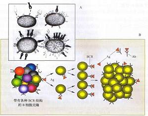丁香实验推荐阅读