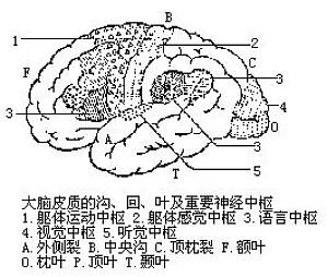 丁香实验推荐阅读