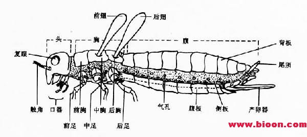 丁香实验推荐阅读