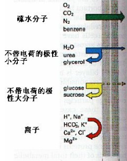 丁香实验推荐阅读