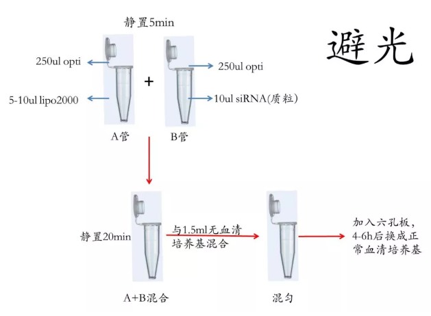 丁香实验推荐阅读