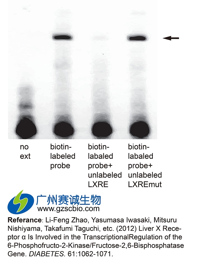 丁香实验推荐阅读