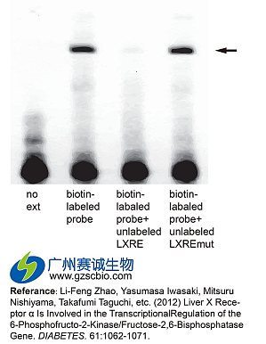 丁香实验推荐阅读