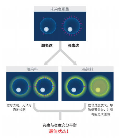 丁香实验推荐阅读