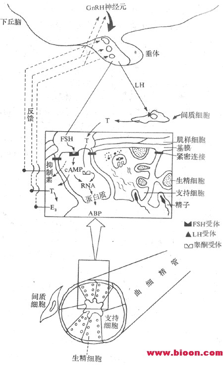 丁香实验推荐阅读