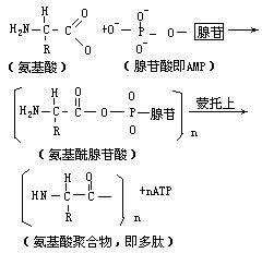 丁香实验推荐阅读