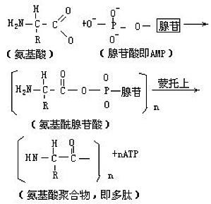 丁香实验推荐阅读
