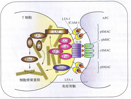 丁香实验推荐阅读