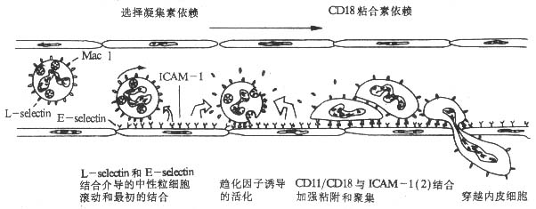 丁香实验推荐阅读