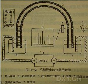 丁香实验推荐阅读