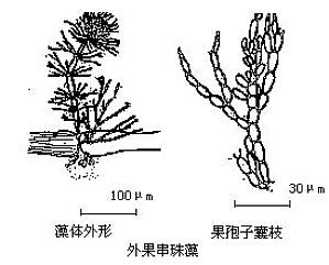丁香实验推荐阅读