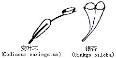 丁香实验推荐阅读