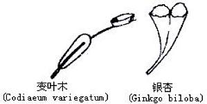 丁香实验推荐阅读
