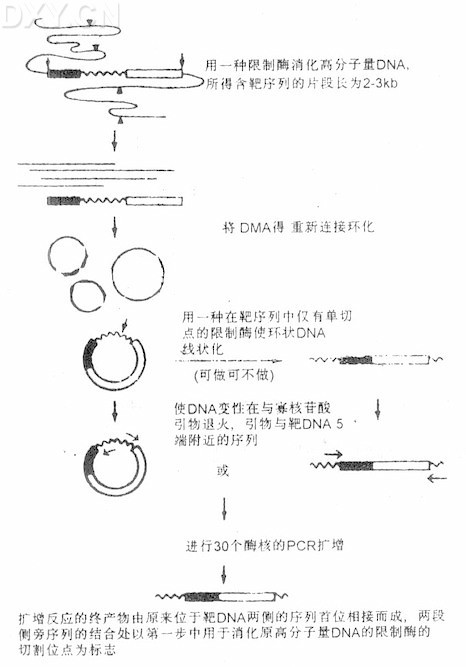 丁香实验推荐阅读