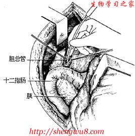 丁香实验推荐阅读