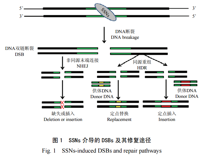 丁香实验推荐阅读