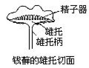 丁香实验推荐阅读