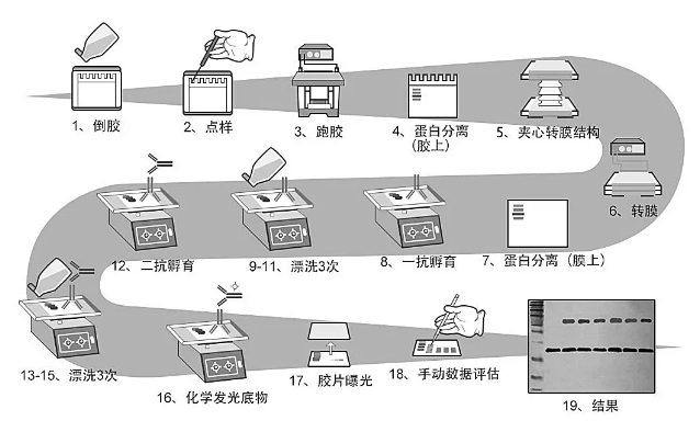 丁香实验推荐阅读