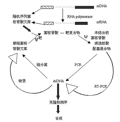 丁香实验推荐阅读