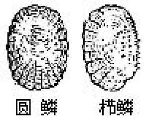 丁香实验推荐阅读
