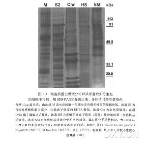 丁香实验推荐阅读