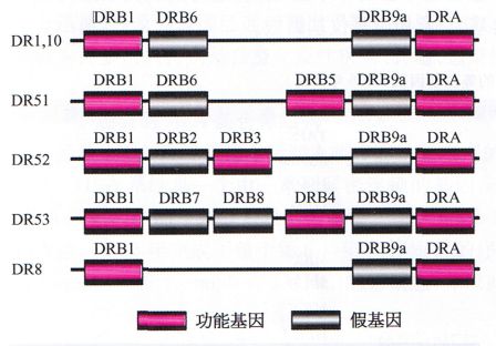 丁香实验推荐阅读