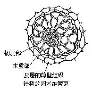 丁香实验推荐阅读