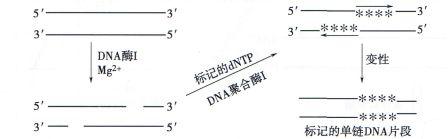 丁香实验推荐阅读