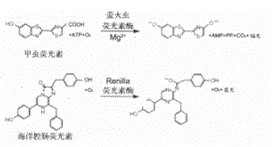 丁香实验推荐阅读