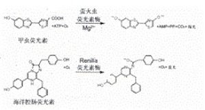 丁香实验推荐阅读