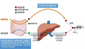 丁香实验推荐阅读