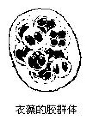 丁香实验推荐阅读