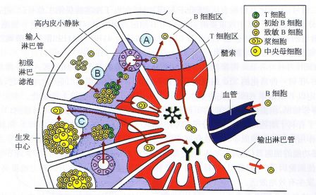 丁香实验推荐阅读