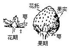 丁香实验推荐阅读