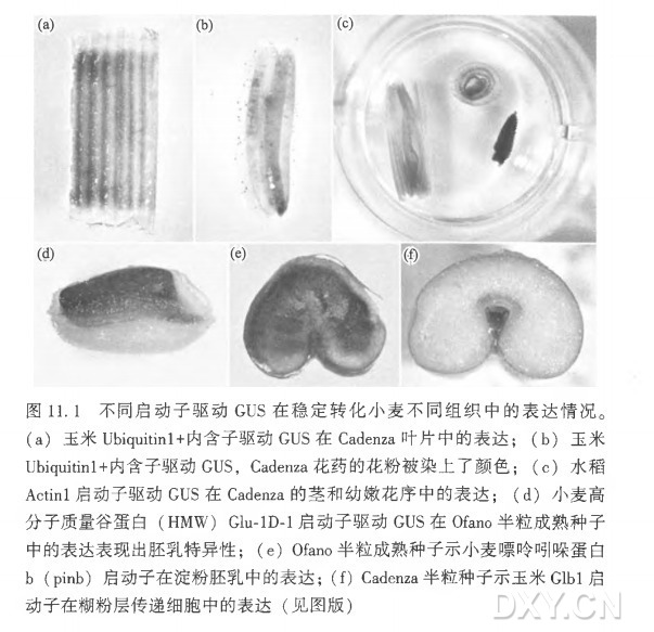 丁香实验推荐阅读