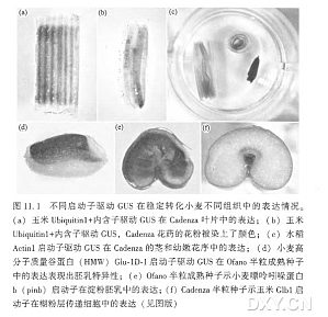 丁香实验推荐阅读