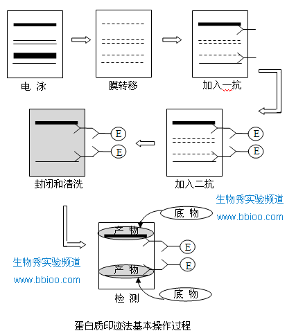 丁香实验推荐阅读