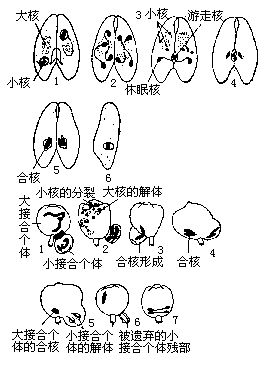 丁香实验推荐阅读