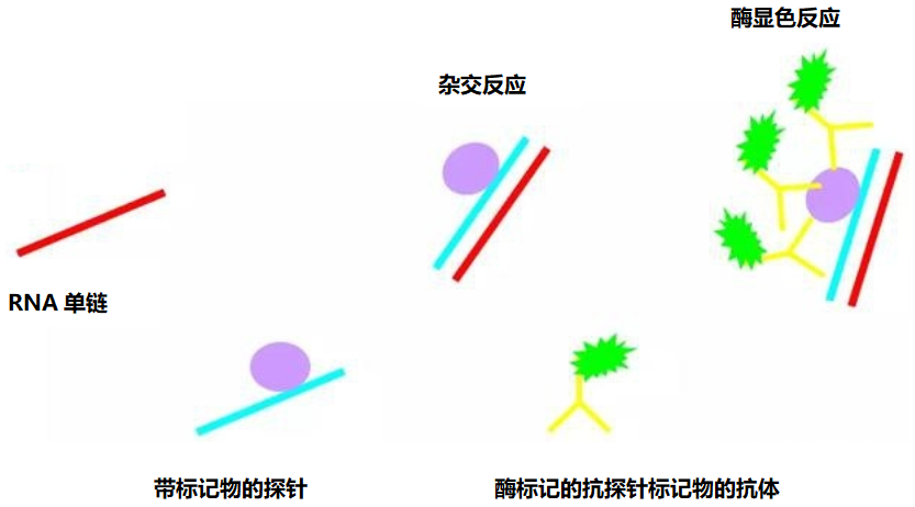 丁香实验推荐阅读