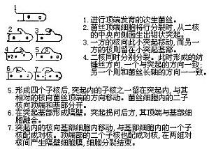 丁香实验推荐阅读