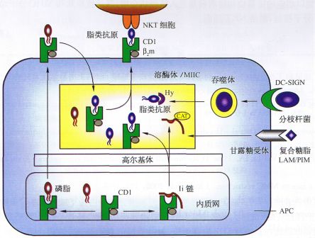 丁香实验推荐阅读