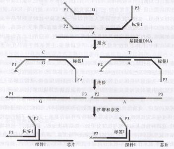 丁香实验推荐阅读